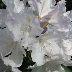 Rododendro yaku blanco